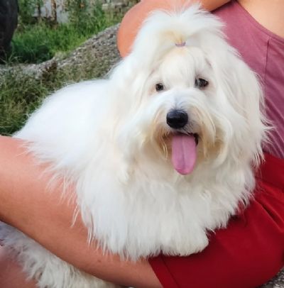 oglasi, Coton de Tulear